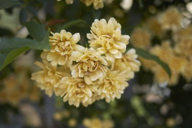 Rosa banksiae lute görünümü