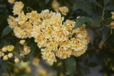 Rosa banksiae lute görünümü