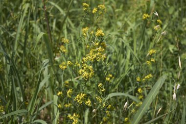 Sarı çiçekli Galium verum bitkisi