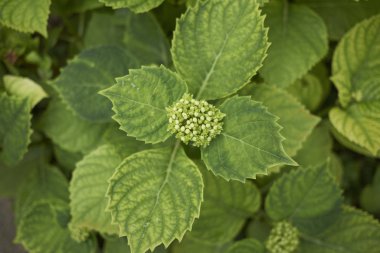 Ortanca yakın bırakır