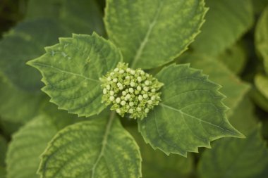 Ortanca yakın bırakır