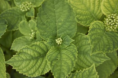 Ortanca yakın bırakır