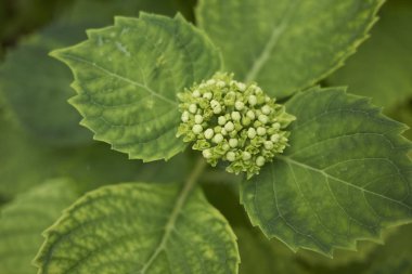 Ortanca yakın bırakır