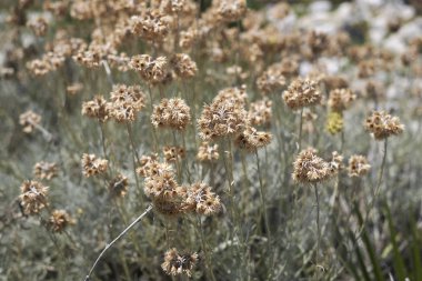 helichrysum italicum çiçek yakın