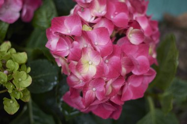 Ortanca koyu pembe çiçekler