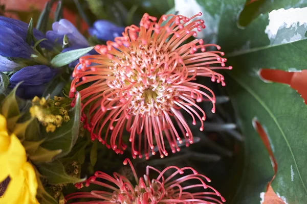 Leucospermum Virág Közelről — Stock Fotó