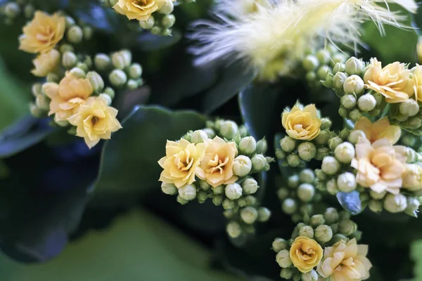 Sarı çiçekler Kalanchoe yakın