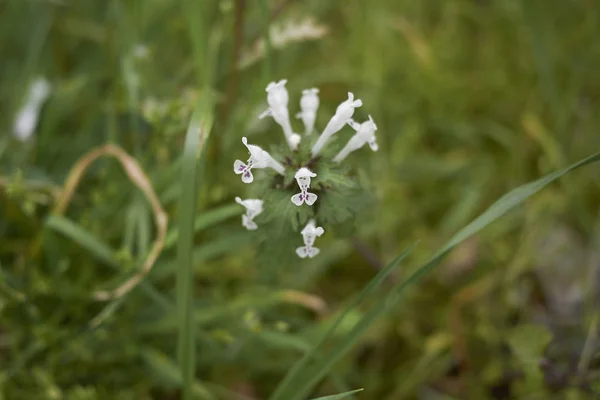 Flores Lamium Bifidum Cerca — Foto de Stock