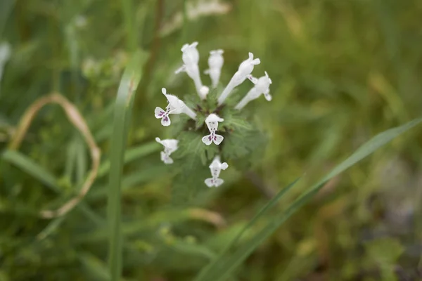 Lamium Bifidum Fleurs Fermer — Photo