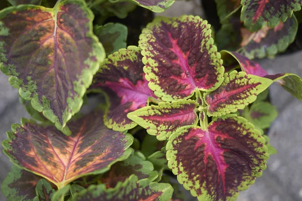 Coleus Blumei Leaves Close — Stock Photo, Image