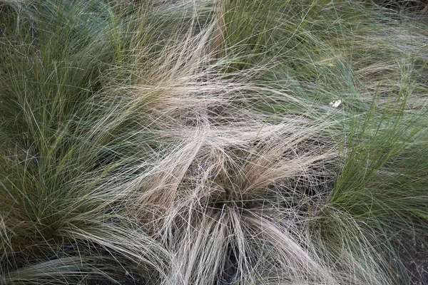 Carex albicans bitkiler bir bahçede