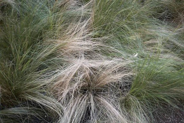 Carex albicans bitkiler bir bahçede