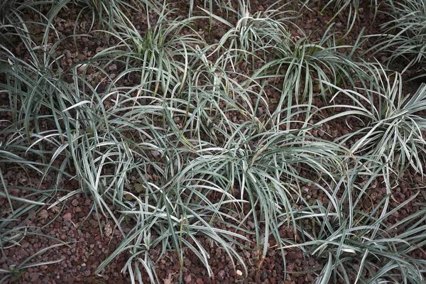 Carex Everest Dans Jardin — Photo