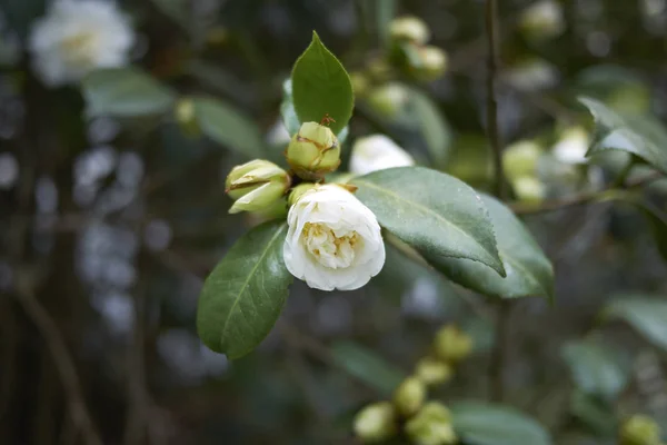 Camellia Witte Bloem Close — Stockfoto