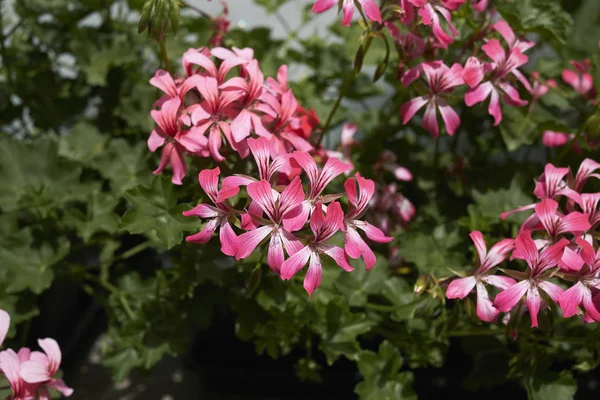 Fleurs Pélargonium Gros Plan — Photo