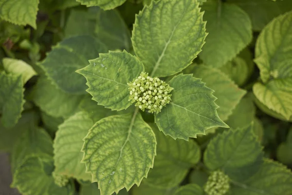 Ortanca yakın bırakır