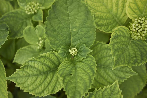 Ortanca yakın bırakır