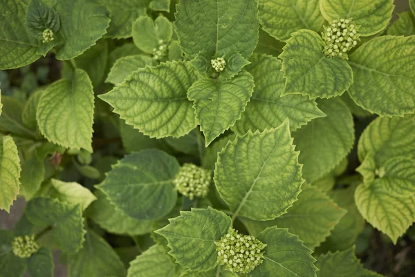 Hydrangea Odchází Zblízka — Stock fotografie