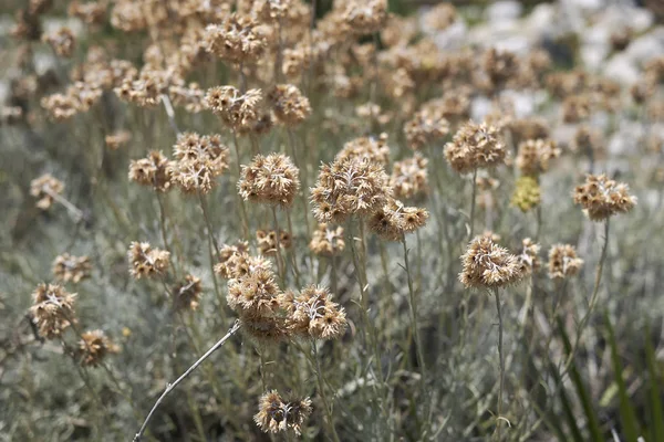 helichrysum italicum çiçek yakın