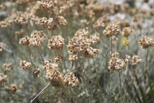 Helichrysum Italicum Flor Cerca — Foto de Stock