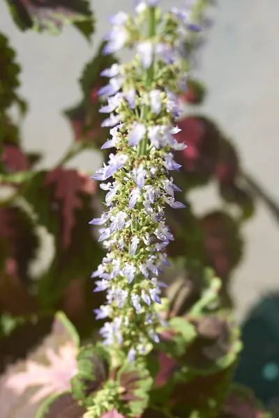 Inflorescence Coleus Gros Plan — Photo