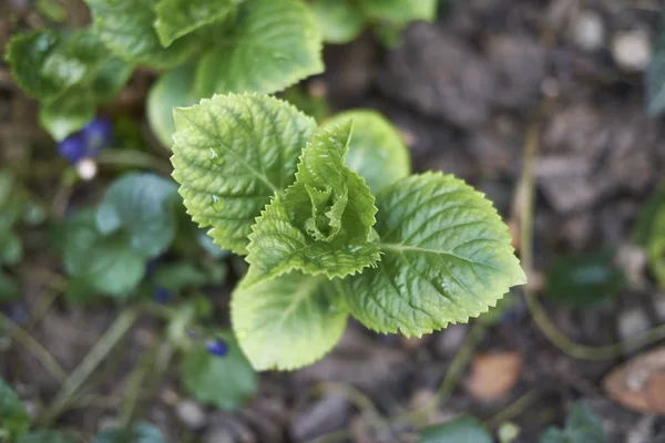 Hydrangea Nové Listy Blízko — Stock fotografie