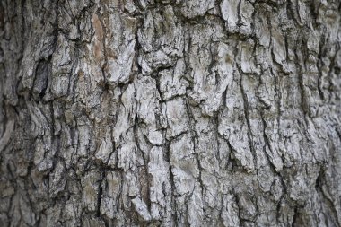 zeytin ağacı kabuğu yakın