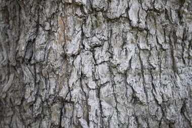 zeytin ağacı kabuğu yakın
