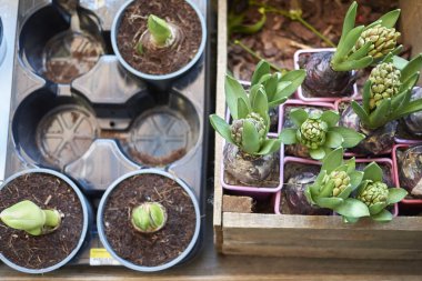 Milano, İtalya - 17 Aralık 2017 : Hyacinthus ve amaryllis ampuller