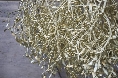 Milano, İtalya - 17 Aralık 2017 : altın ökseotu