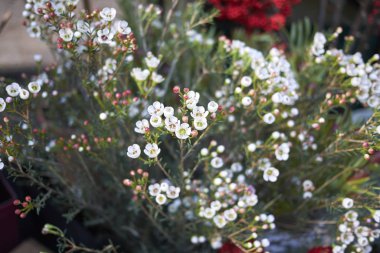 Milano, İtalya - 17 Aralık 2017 : Balmumu çiçeği