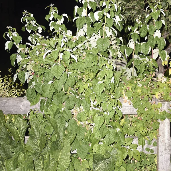 Bir bahçede ahududu bitkiler