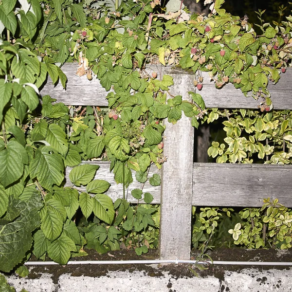 Bir bahçede ahududu bitkiler