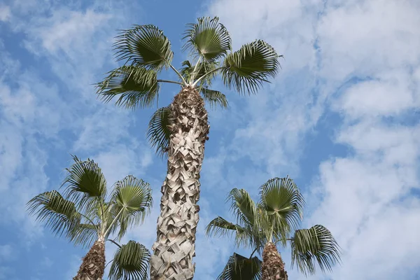 Palms Cloudy Sky — Stock Photo, Image
