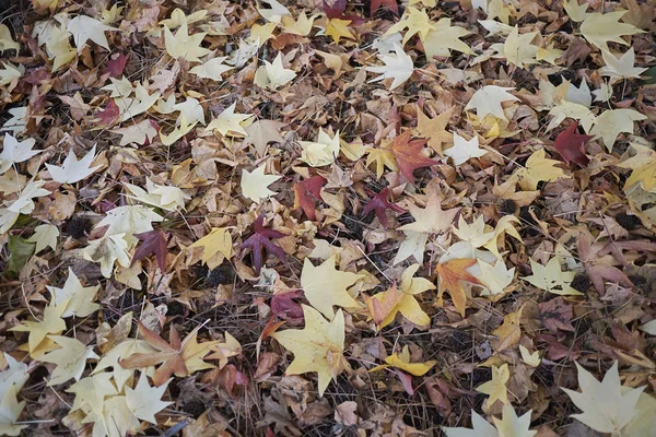 Liquidambar Blätter Auf Dem Boden — Stockfoto