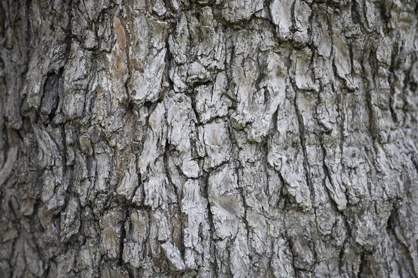 zeytin ağacı kabuğu yakın