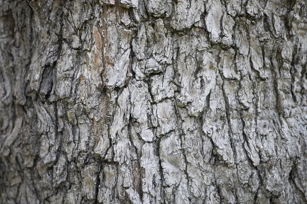 zeytin ağacı kabuğu yakın