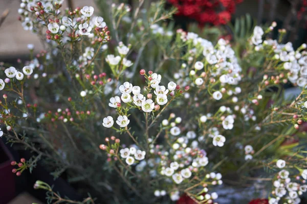 Milano, İtalya - 17 Aralık 2017 : Balmumu çiçeği