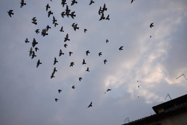 Asolo, İtalya - 26 Mart 2018 : Asolo'da uçan kuşlar