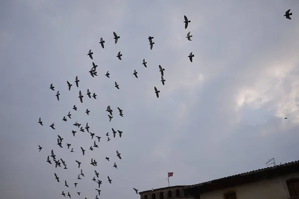 Asolo Ιταλία Μαρτίου 2018 Πτηνά Που Πετούν Στο Asolo — Φωτογραφία Αρχείου