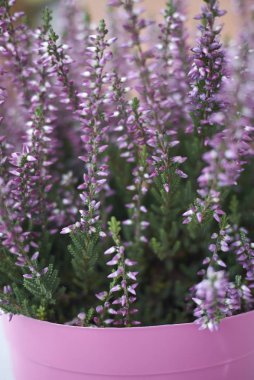 Pembe çiçekli Calluna vulgaris