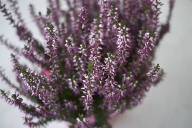 Pembe çiçekli Calluna vulgaris