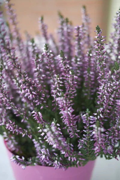 Calluna Vulgaris Com Flores Rosa — Fotografia de Stock