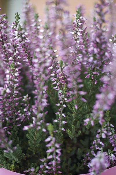 Calluna Vulgaris Com Flores Rosa — Fotografia de Stock