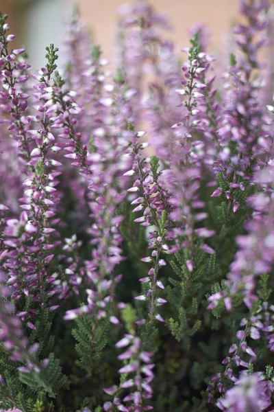 Calluna Vulgaris Com Flores Rosa — Fotografia de Stock