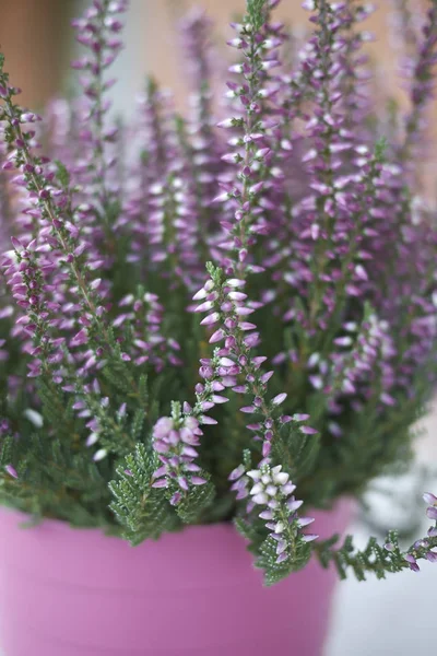 Calluna Vulgaris Com Flores Rosa — Fotografia de Stock