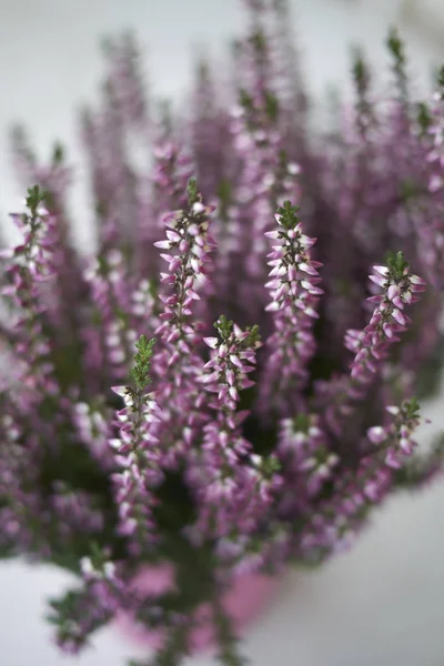 Calluna Vulgaris Com Flores Rosa — Fotografia de Stock