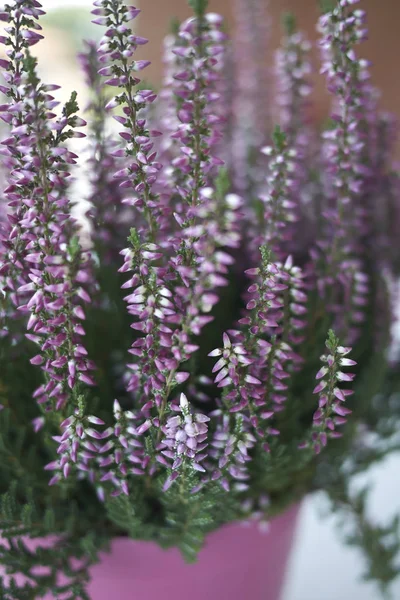 Calluna Vulgaris Com Flores Rosa — Fotografia de Stock