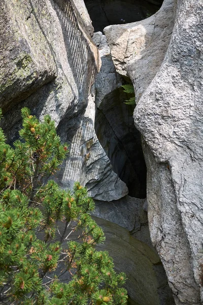 Cavaglia Schweiz Juli 2020 Blick Auf Giganten Töpfe Garten Des — Stockfoto