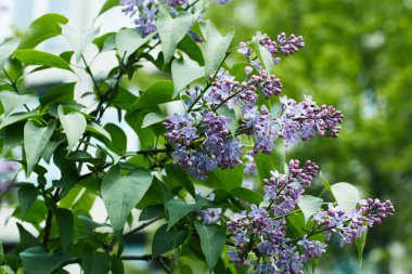 Açık havada ağaç üzerinde aromatik Lila çiçek yakın çekim vurdu